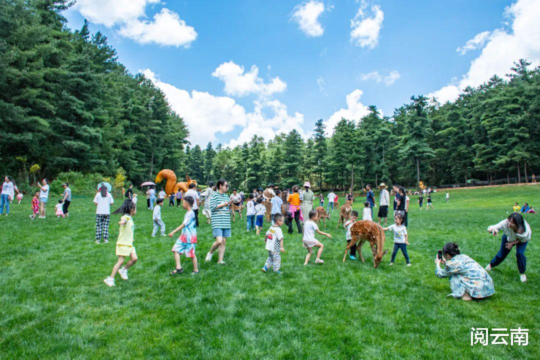 携程|昆明周边露营地盘点:森林草甸、高山牧场、热浪沙滩,不愁没去处