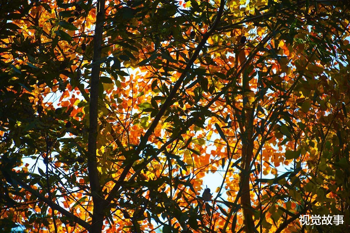 池塘|山村村民搞养殖,池塘里丢满竹枝,看为啥能“增收”