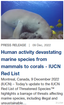 鲍鱼不能吃?IUCN更新濒危物种红色名录!为何人类是“罪魁祸首”