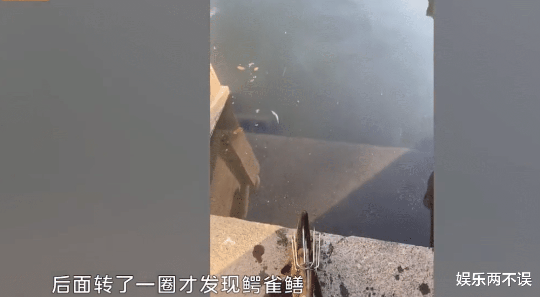 广东揭阳,一名男子在巡视鱼塘时,发现塘里的罗非鱼频频死亡,难道是因为天气太热?