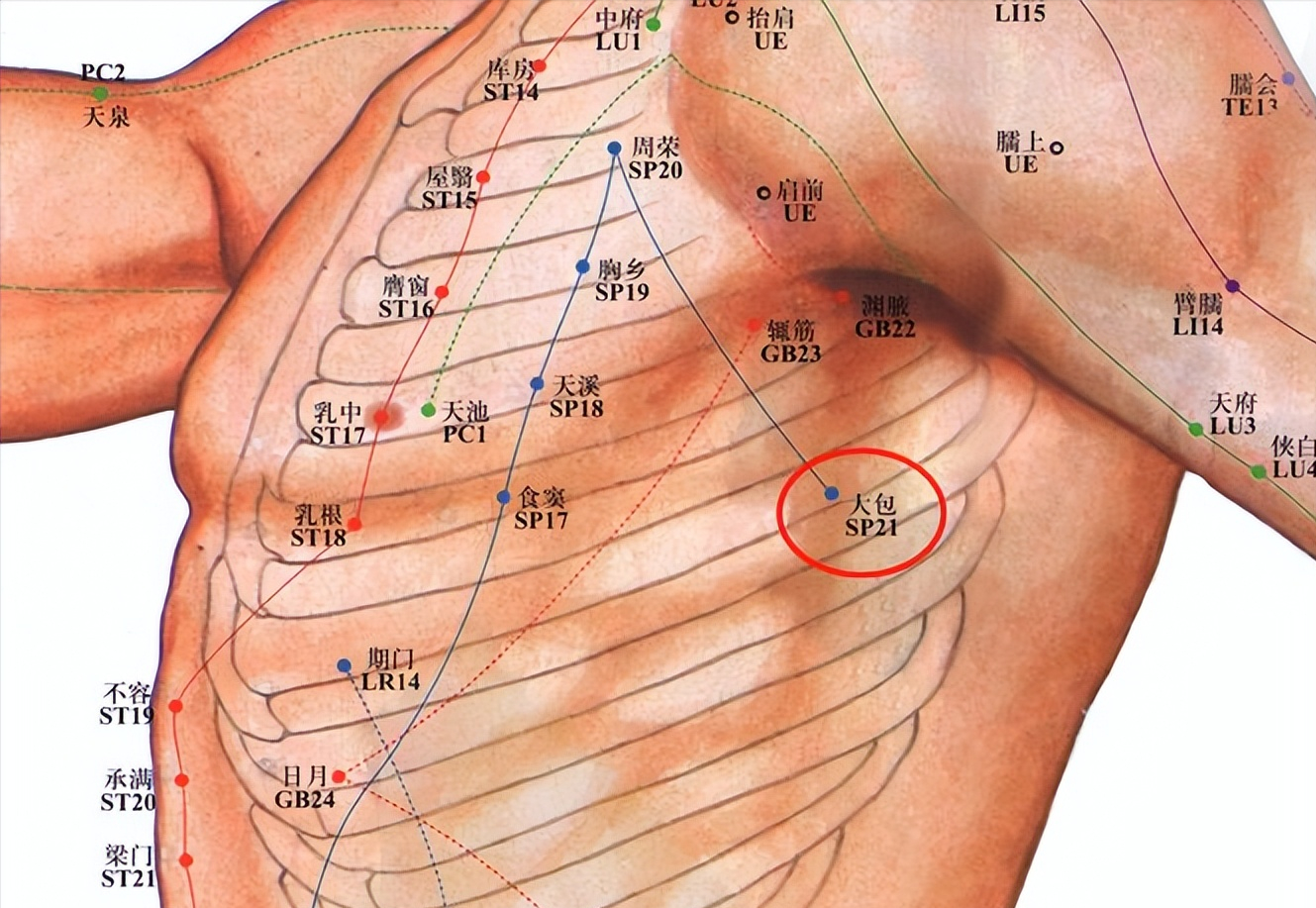 穴位|经络穴位，一日一学——大包，这个肺部保健师要知道