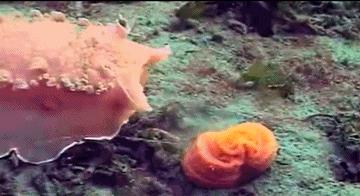 太平洋发现似毛笔生物,体长2米,又有触角乱动,是海笔新品种?