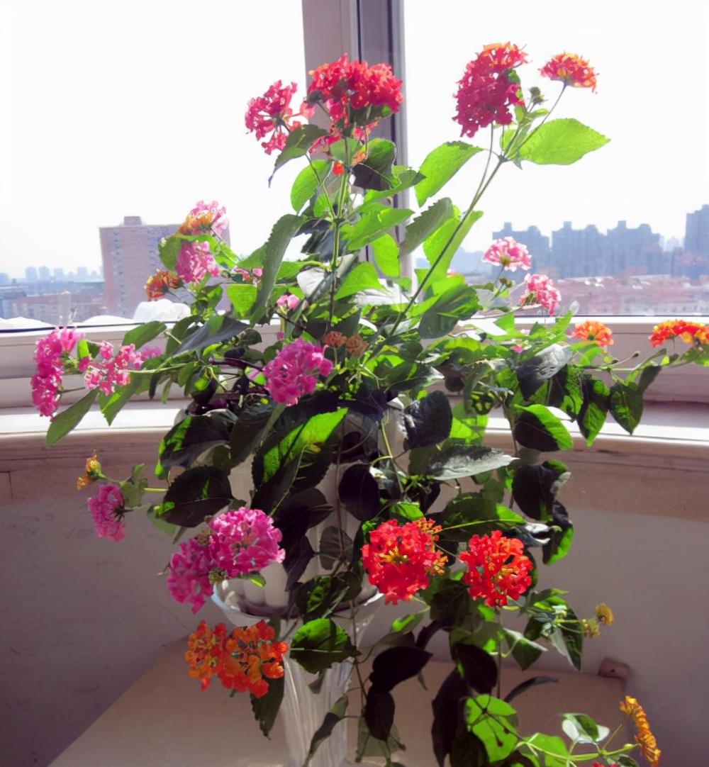 奶奶对我说，卧室别养7类花，仔细想一想，不是“迷信”是科学