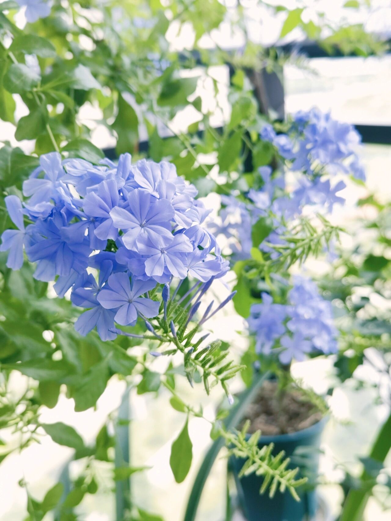 住了10年的小阳台,DIY改造成四季如春的“阳台花园”,太漂亮了