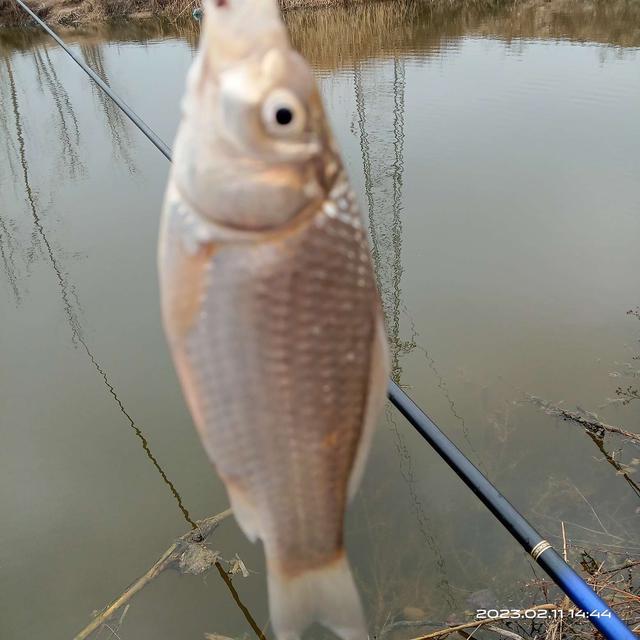 |腥激素小药和团泥,共享鱼窝分享上鱼好运气。