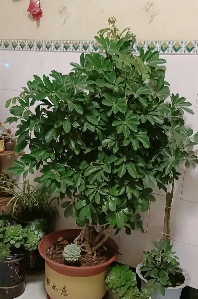 8种能吸甲醛的花,好养漂亮,家里至少放一盆!