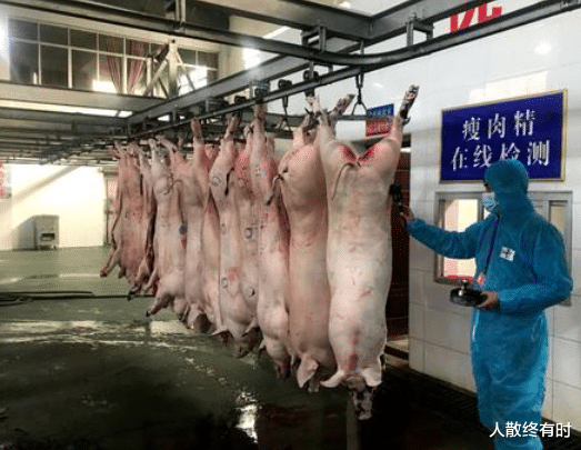 64岁湖南大爷过年杀猪,还没卖出就被没收,还要交4万罚款