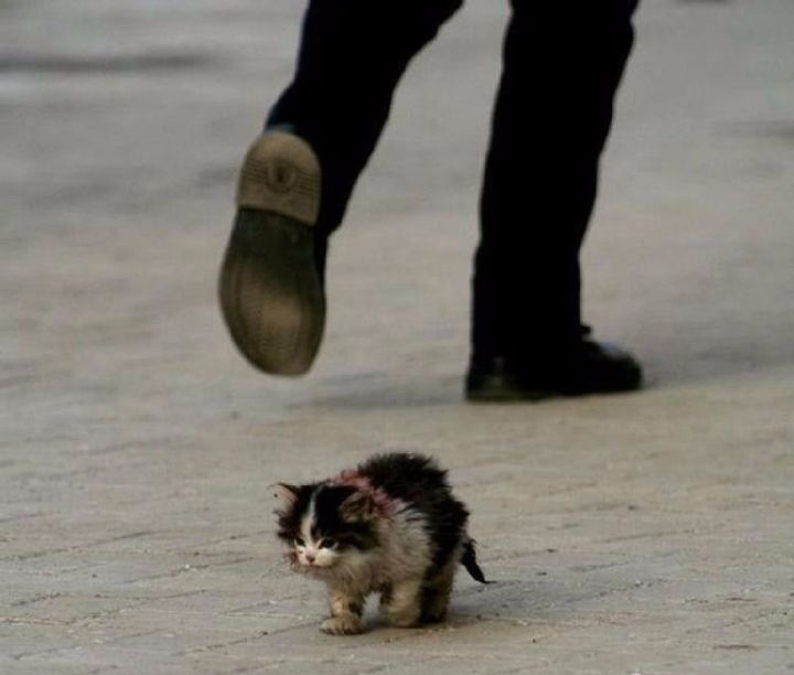 “在冬天，10只流浪猫会有6只死掉！”