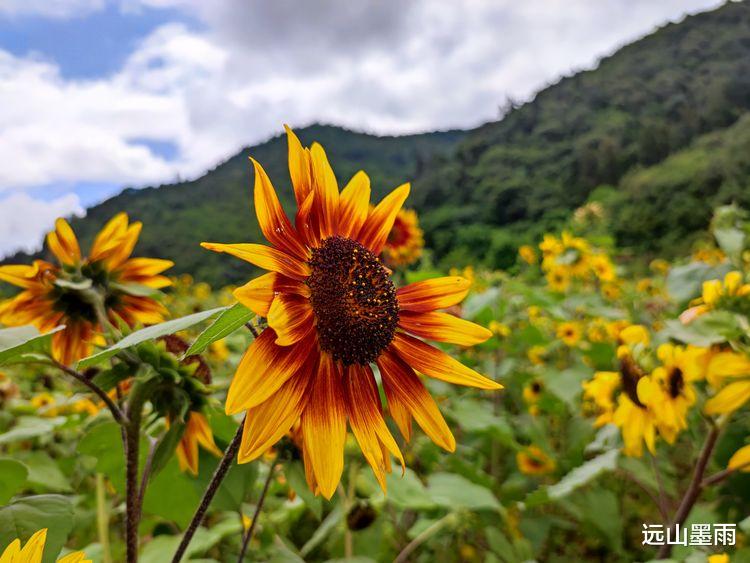 昆明|醉入向日葵花海、迷上粉黛乱子草，去昆明安宁赏花，很是休闲惬意