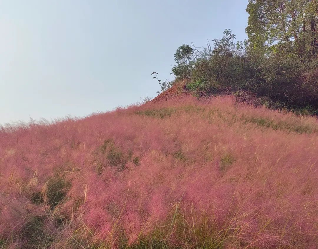 重庆|重庆这个湖泊格桑花开，附城区小众拍照地集锦