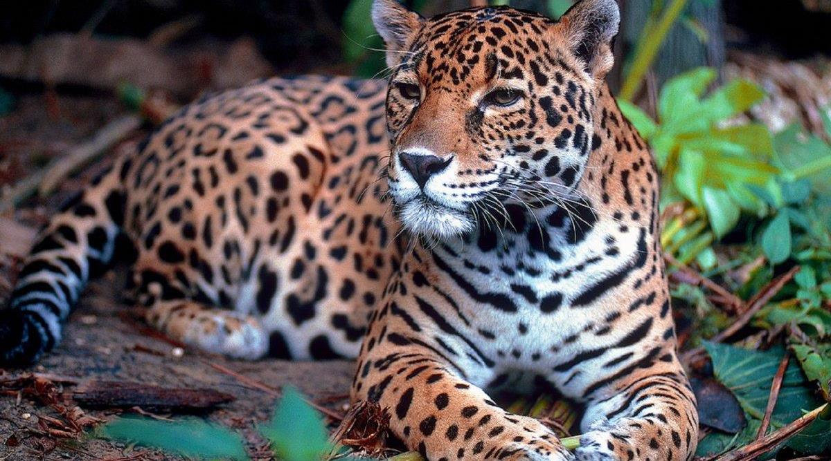 亚马逊雨林7种最危险的动物，食人鱼只排第6