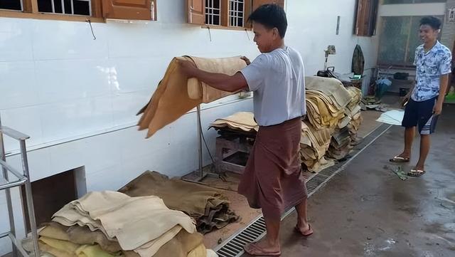 缅甸|缅甸孟邦橡胶园招聘不到专业工人,面临无人割胶的尴尬局面