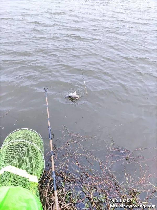 |借钓鱼王慧眼识“疯影”