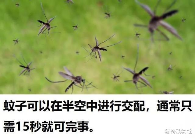 夏天,雌蚊在冒死繁衍后代,雄蚊在干嘛?