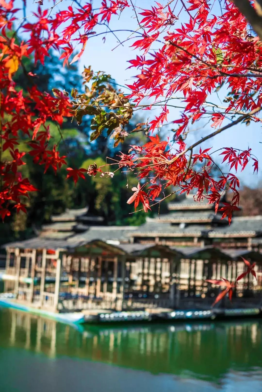 小红书|枫红了！广西标志性赏枫秘境，又到最佳观赏期！|广西旅游年卡