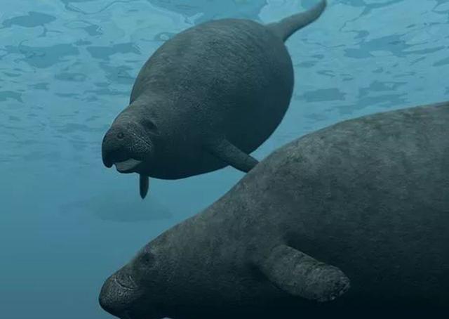 从50亿到1只不剩，连百年时间都未到？盘点被人类吃灭绝的动物