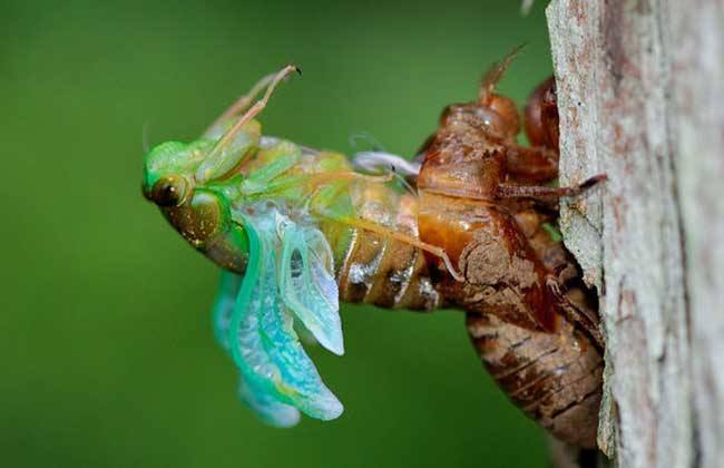 牛奶|分享一味好药：蝉蜕，它的药用价值你知道多少？