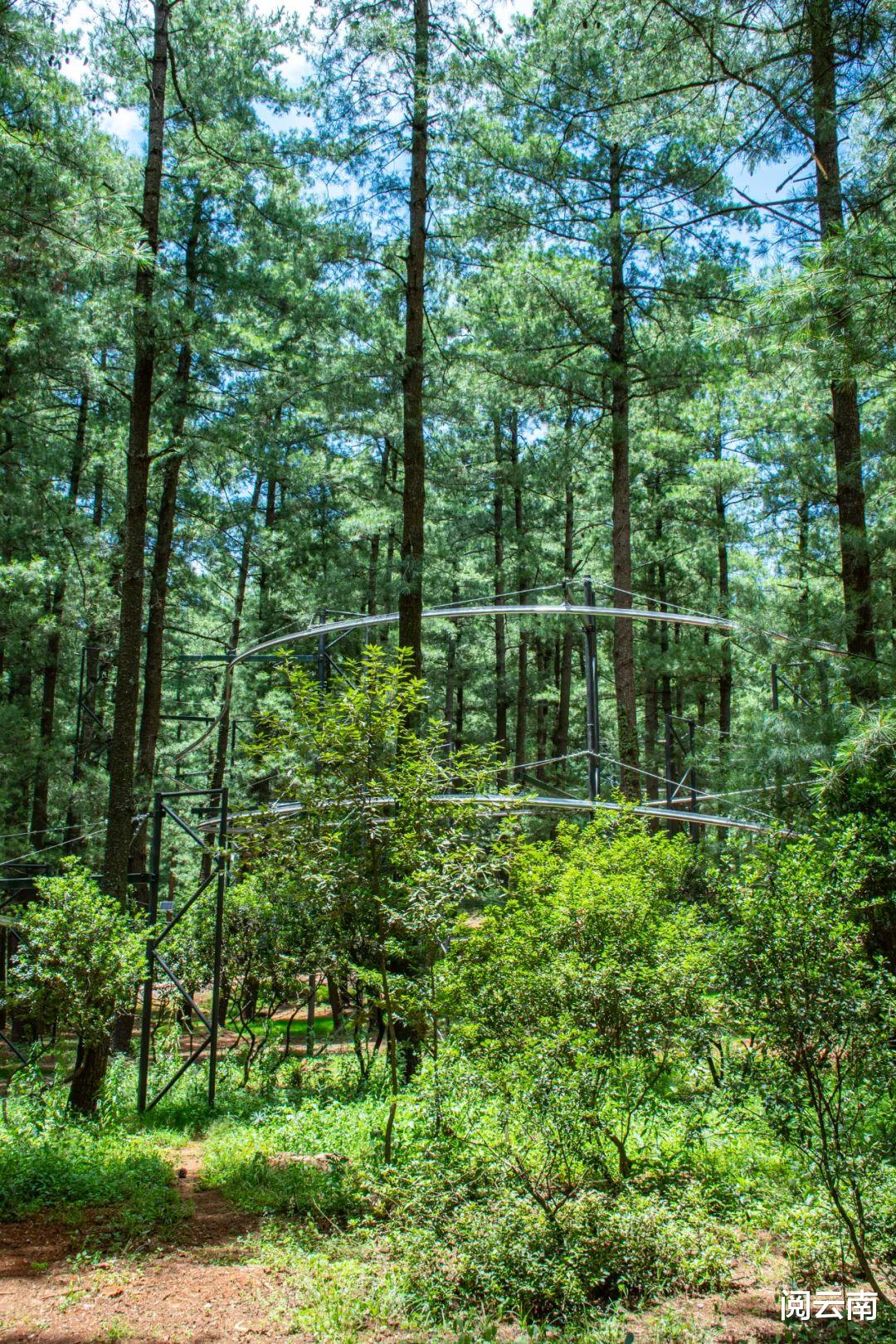 携程|昆明周边露营地盘点:森林草甸、高山牧场、热浪沙滩,不愁没去处