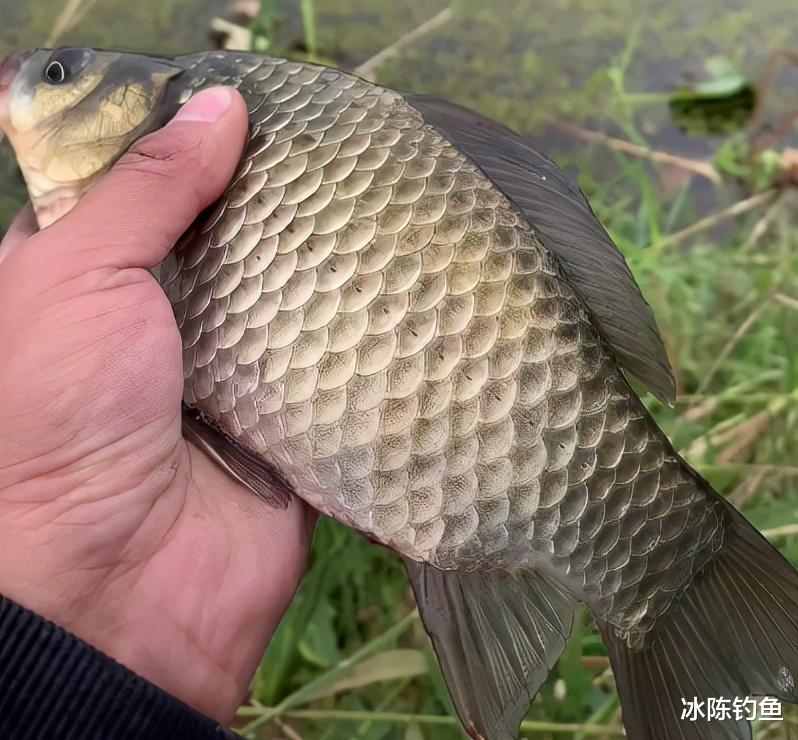 饵料|冬季遇到大风天，怎么钓鲫鱼？试试最笨的3种方法