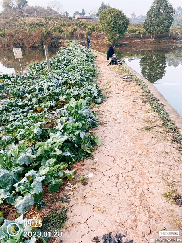 |双竿齐下钓食材,做一名合格的野钓达人