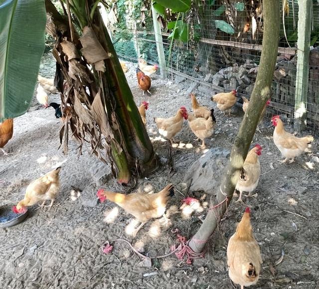 广东大哥来乡下吃饭,200元1盘肉连吃3盘,网友:店家含泪赚100
