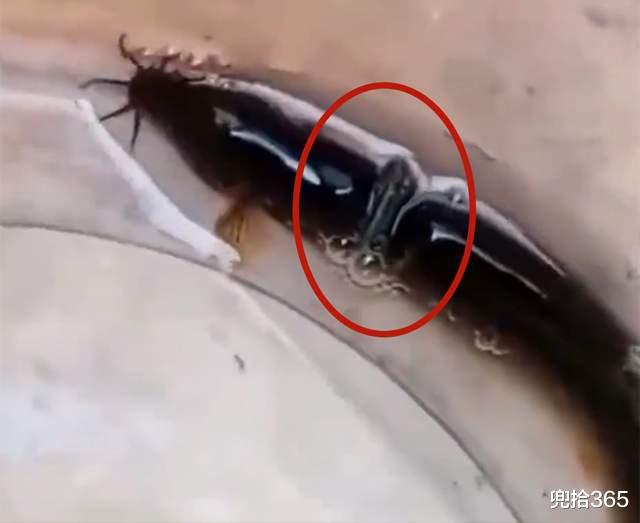 四川省|四川一男子野钓收获泥鳅,身上却有枚铜钱,网友:身价瞬间翻千倍