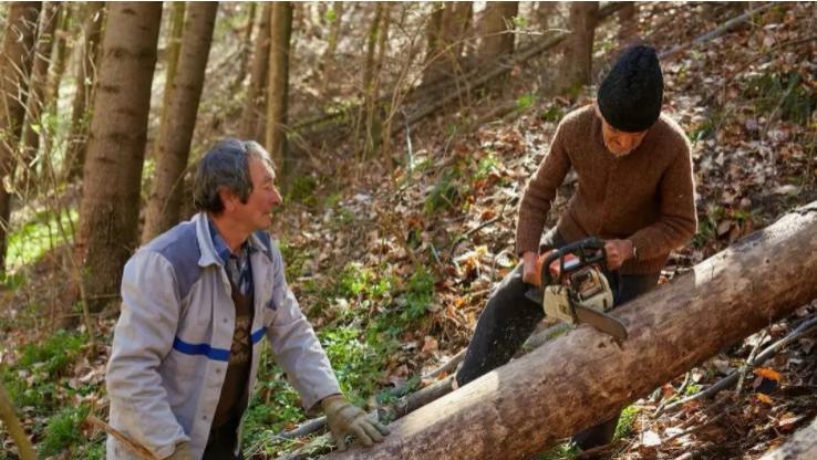 广西南宁，某山场，男子卢某多年前种了很多树，已经成材
