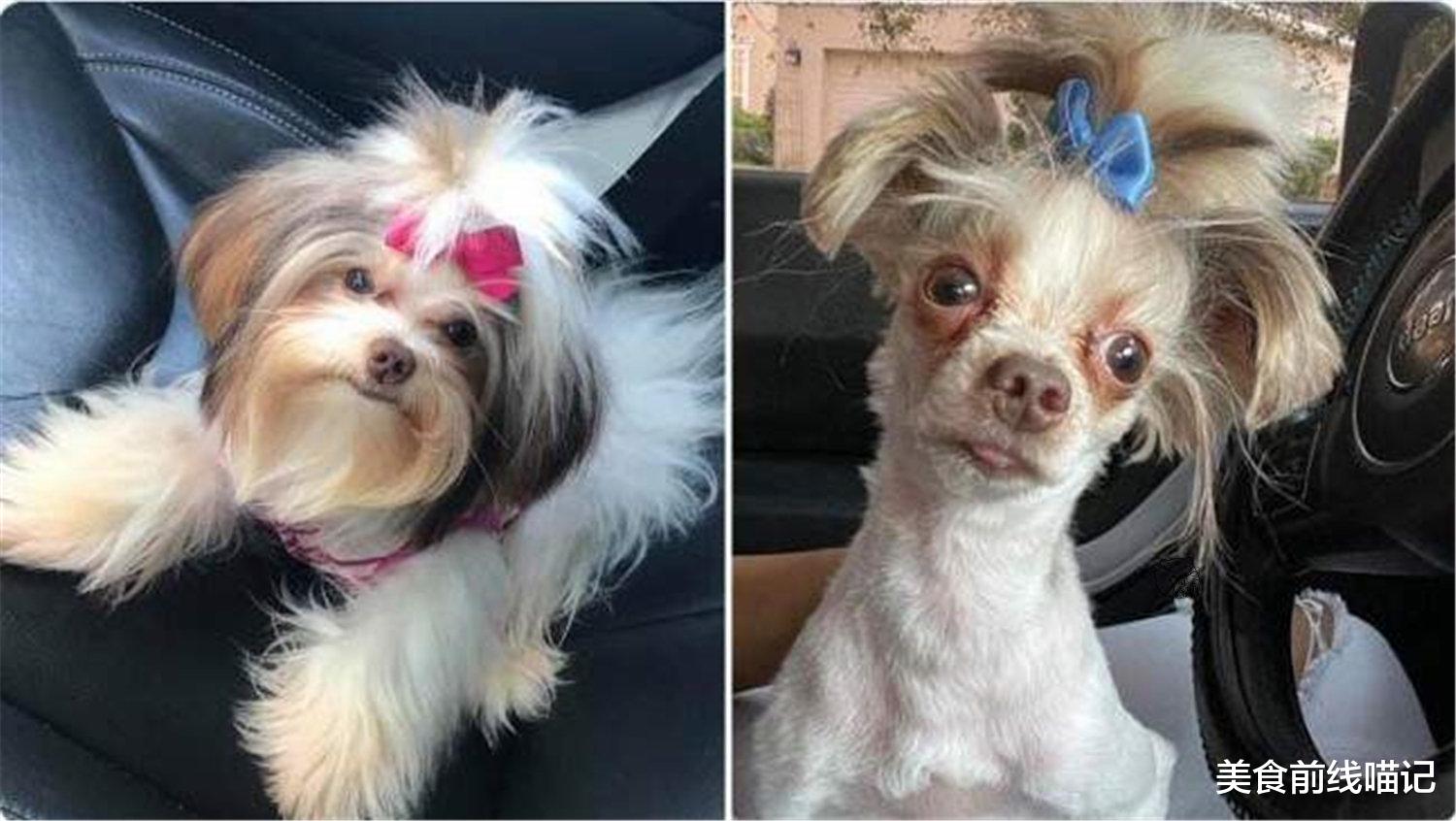 哈士奇 判若两狗！网友分享的汪星人修毛搞笑照片一览