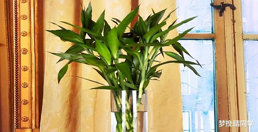 这5种花,漂亮又好养,放卧室客厅都合适,还能净化空气,很实用