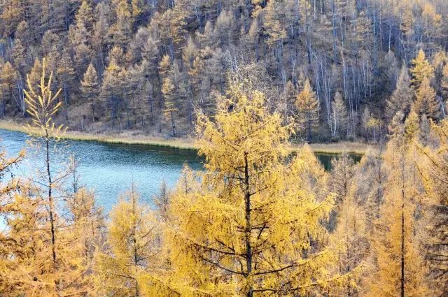 阿尔山|中蒙边界一个没有存在感的小镇,靠一波秋色刷爆连喀纳斯都羡慕!