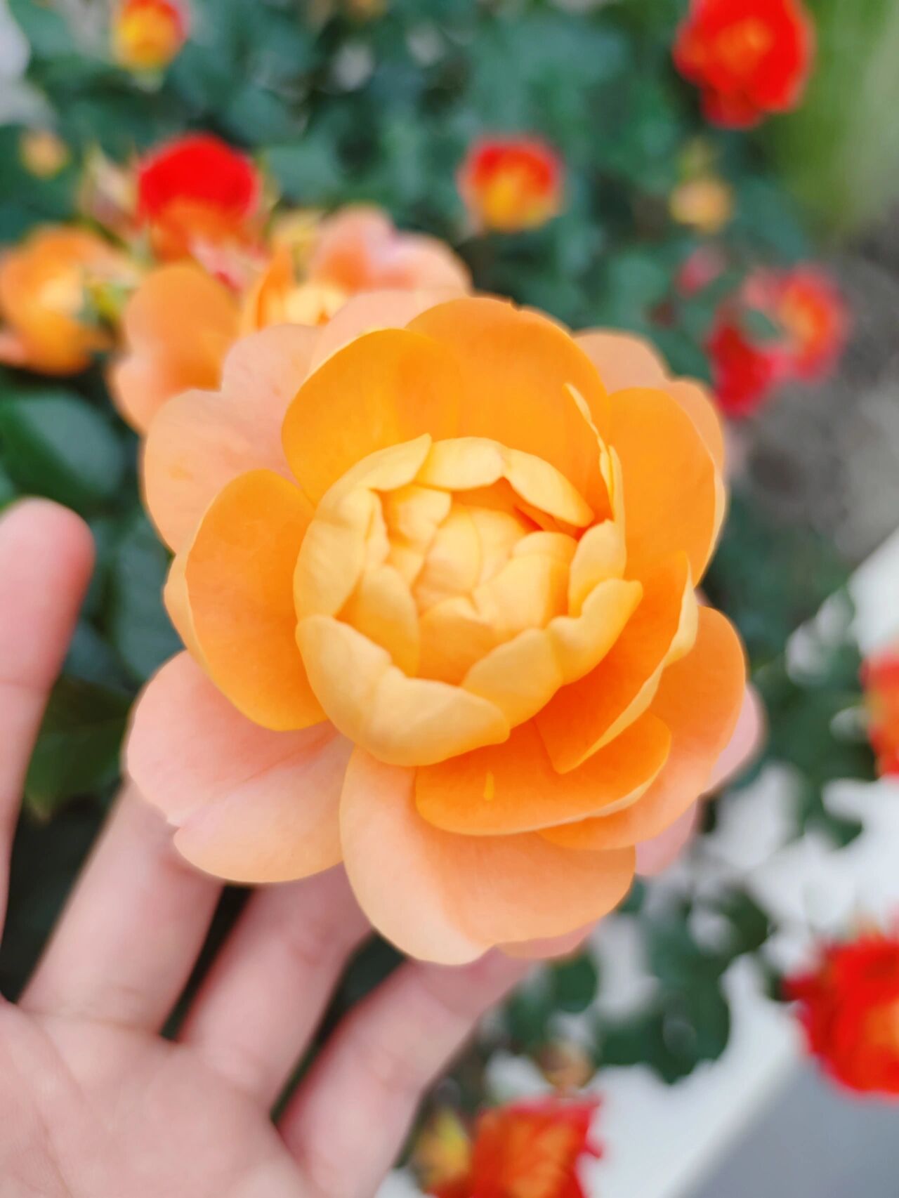 买了33楼顶楼跃层,赠送15㎡露台,自己打造成空中小花园,太美了