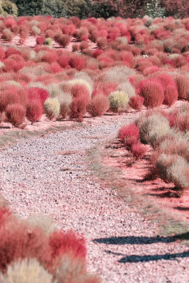马鞍山森林公园|全武汉最大的地肤花海红了!快来打卡