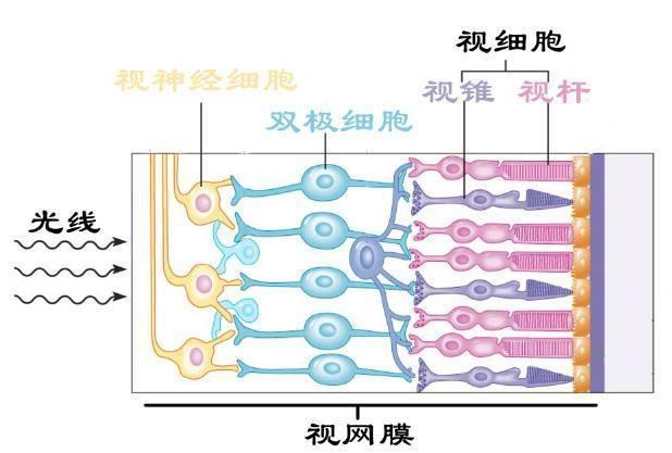 世界上存在人类还没有发现的颜色吗?