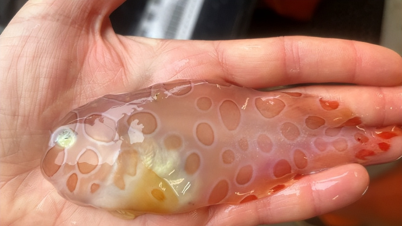 科学家在深海发现奇怪的果冻鱼，身体半透明胶质，腹部有鳍状吸盘