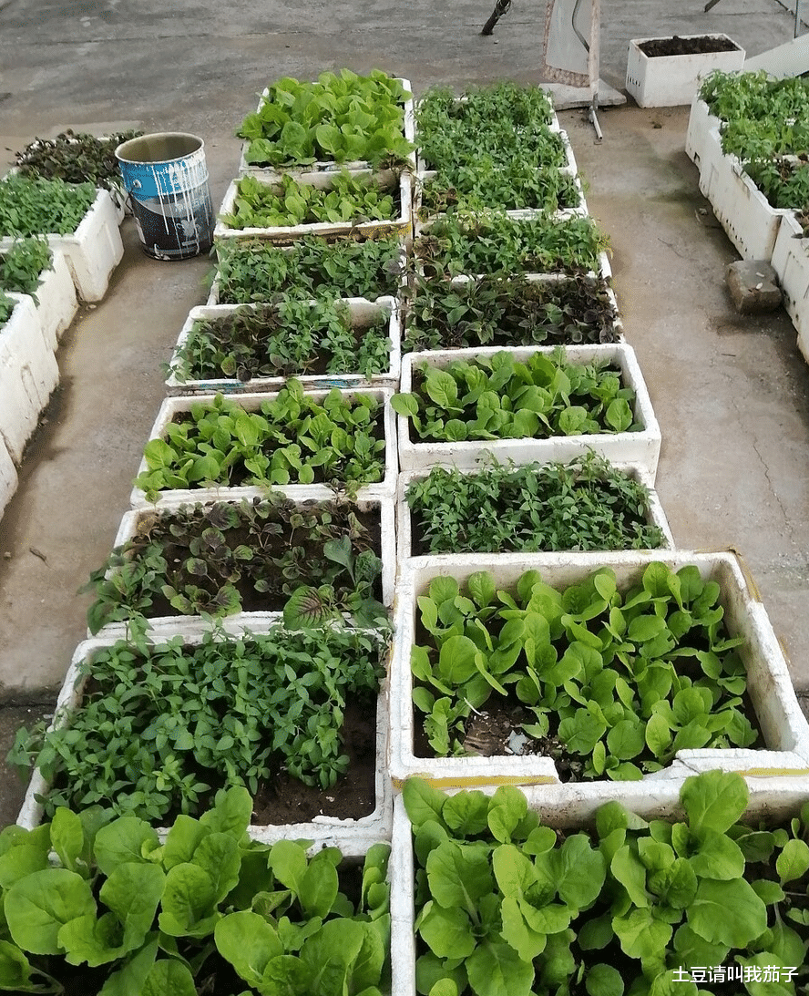 |买了一楼带院子的房子,没想到变成了无赖邻居的菜地