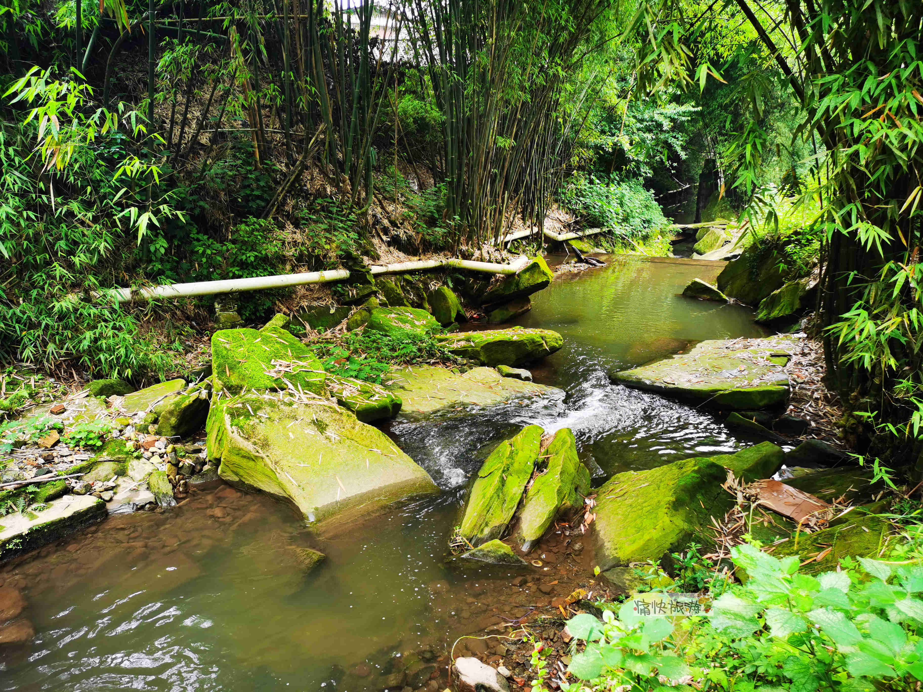 夜生活|行走自贡:川玻医院下的竹林秘境