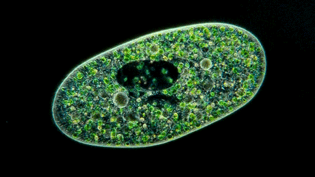 生物进化普遍选择的是衰老,而不是永生,这究竟是为什么?