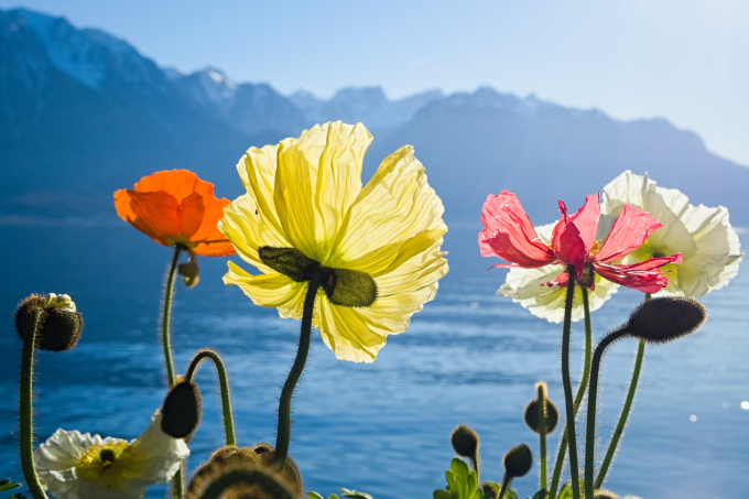 riviera|日内瓦湖区自由行攻略之三：蒙特勒