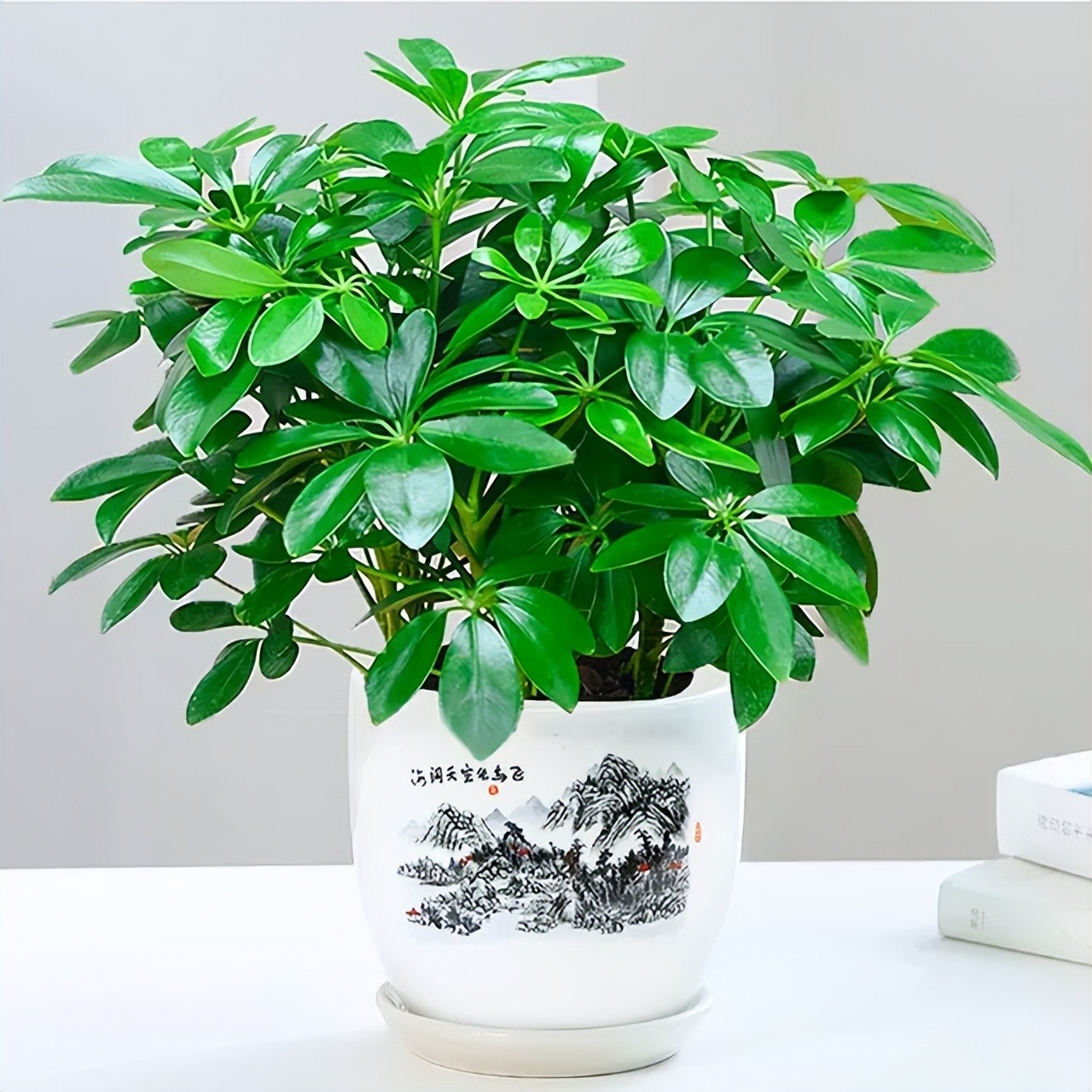 净化空气的4种花,养在客厅卧室很“高档”,关键是寓意还很好