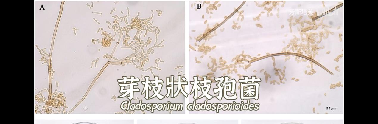 切尔诺贝利核电站,竟出现10亿年前生物