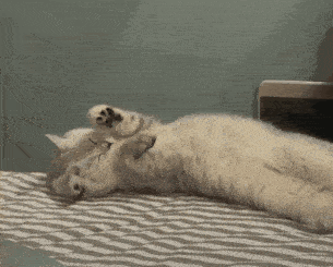猫能可爱到什么程度？
