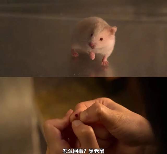 校园欺凌|一次性放出全集!这剧太敢拍了,真是又刺激又爽