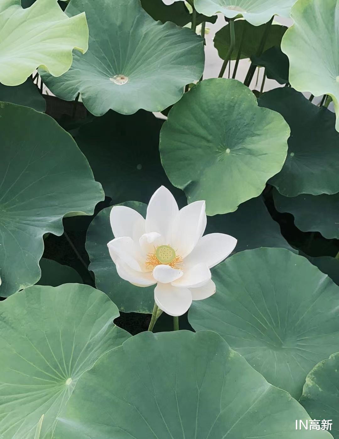 荷花|“荷”你有约 高新邀您足不出户云赏荷