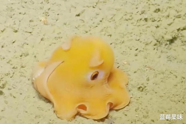 深海7000米处,出现一个全新物种,科学家:它太珍贵了