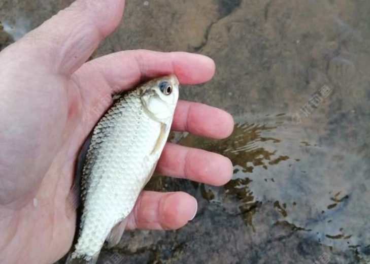 江苏省|钓鱼新手大礼包不分年龄，江苏男孩儿面包渣儿童竿照样钓到巨物