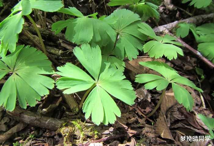 秦岭发现奇特植物,只有一叶一花,很娇弱却从恐龙时代生存到现在