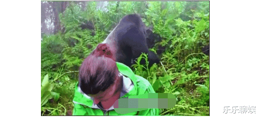 这几个人命真大，森林中遇到1只巨大的银背大猩猩，众人俯身低头不敢动才躲过了一劫