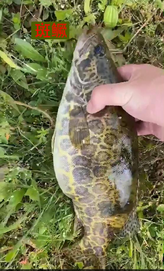 |分享私藏多年的野钓圣地:山好、水好、环境更好!