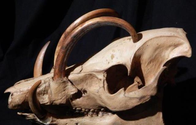 死法最憋屈的动物:能躲过天敌的追杀,最终却被自己杀死