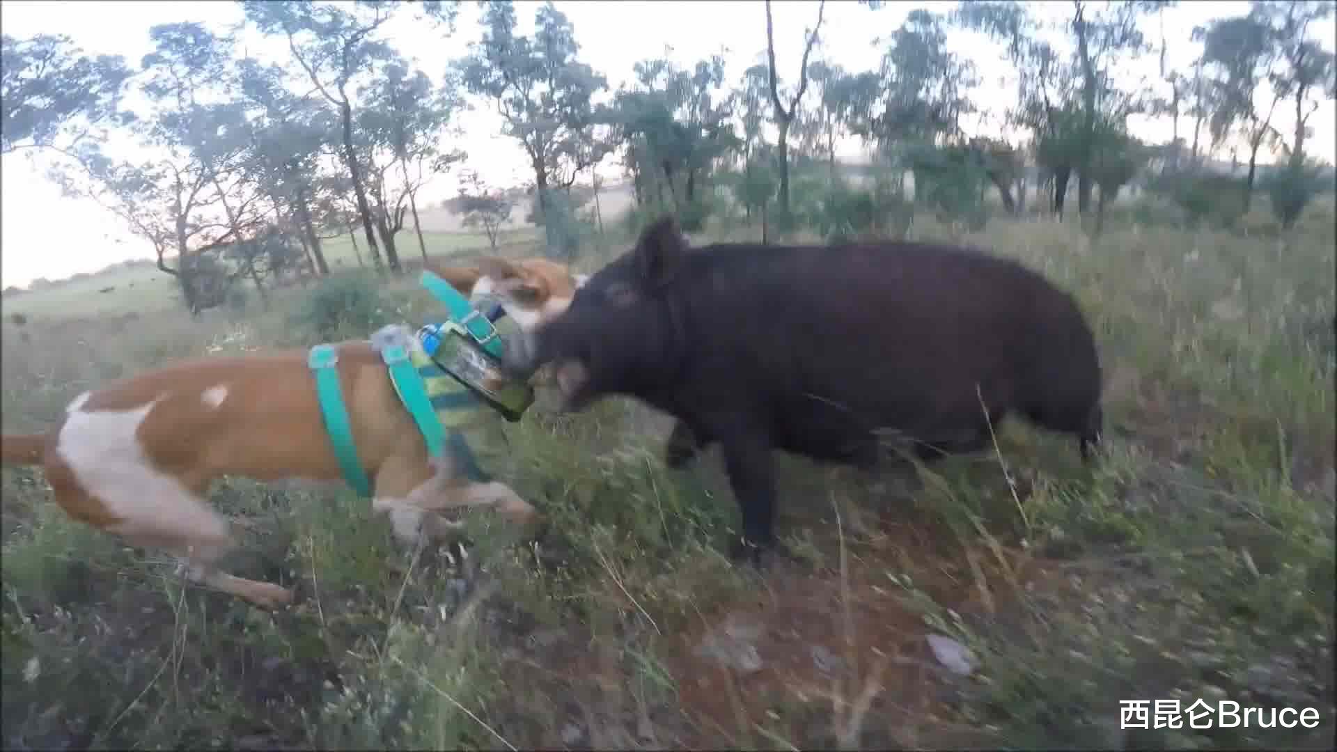 一头奖励2500元!陕西发布捕猎野猪悬赏?当地回应不能下毒和用枪